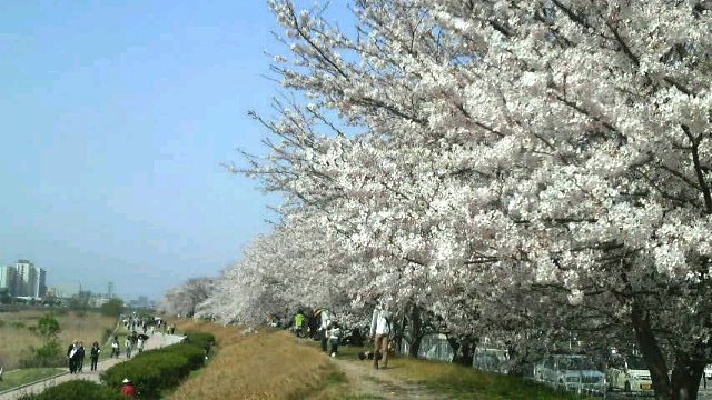 室見河畔の桜