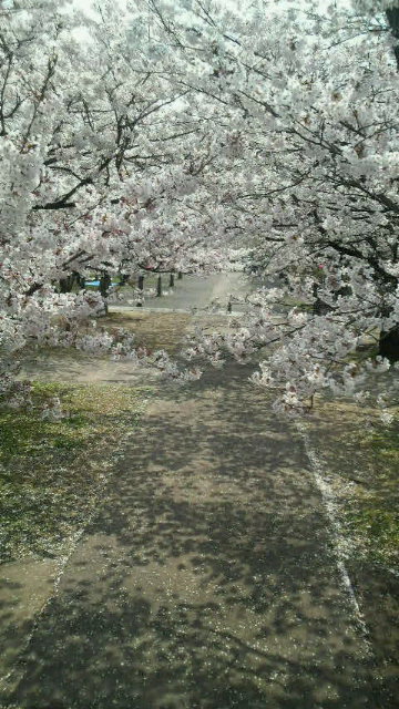 足立桜